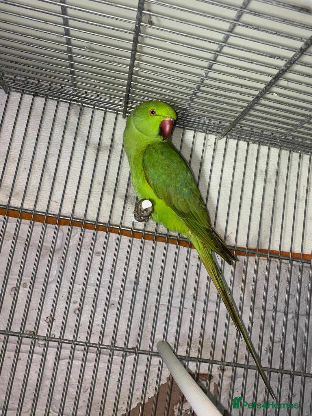 Ringnecks birds for sale: Beautiful young ringnecks for sale  in Chesterfield - Advert 2
