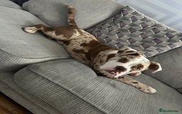 Olde English Bulldogge dogs for stud: OEB 🐶⭐️DEL~BOY ⭐️🐶 First time Stud  - Image 26
