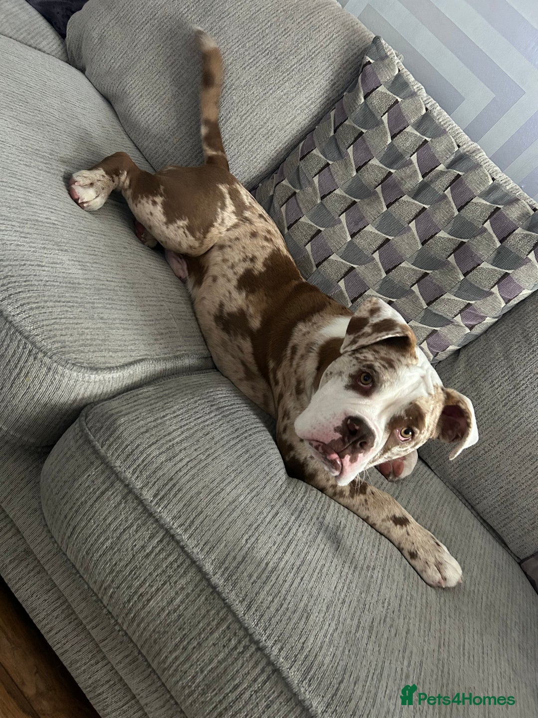 Olde English Bulldogge dogs for stud: OEB 🐶⭐️DEL~BOY ⭐️🐶 First time Stud  - Image 26