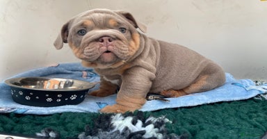 English Bulldog dogs - Advert 2