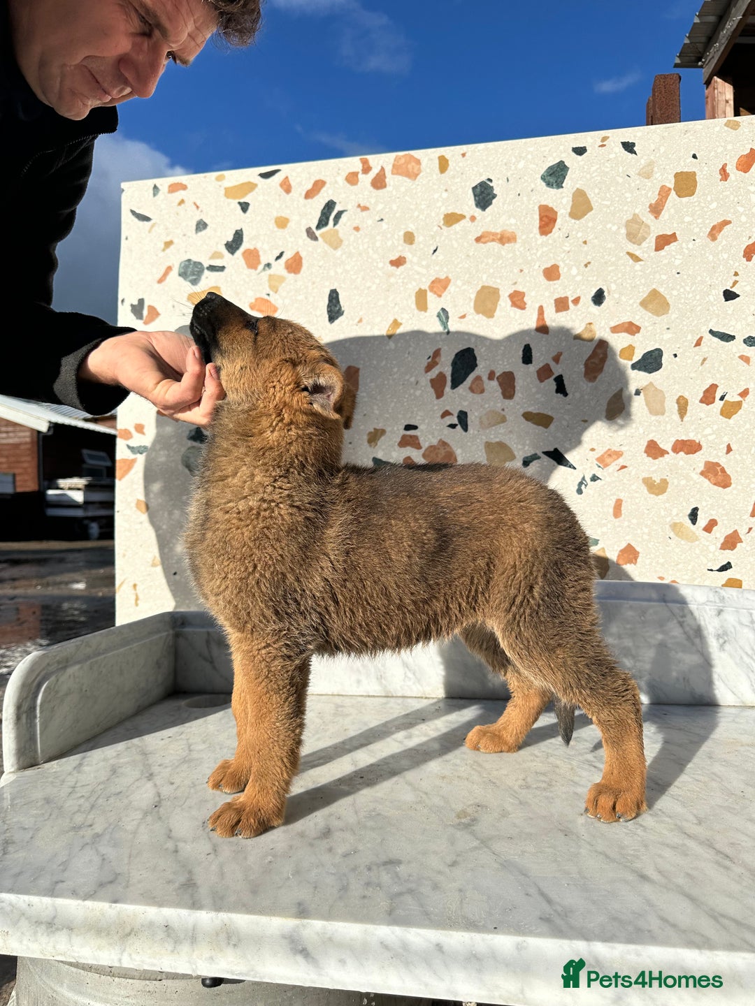 German Shepherd dogs for sale: German shepherd x Belgian malinois puppies - Image 12