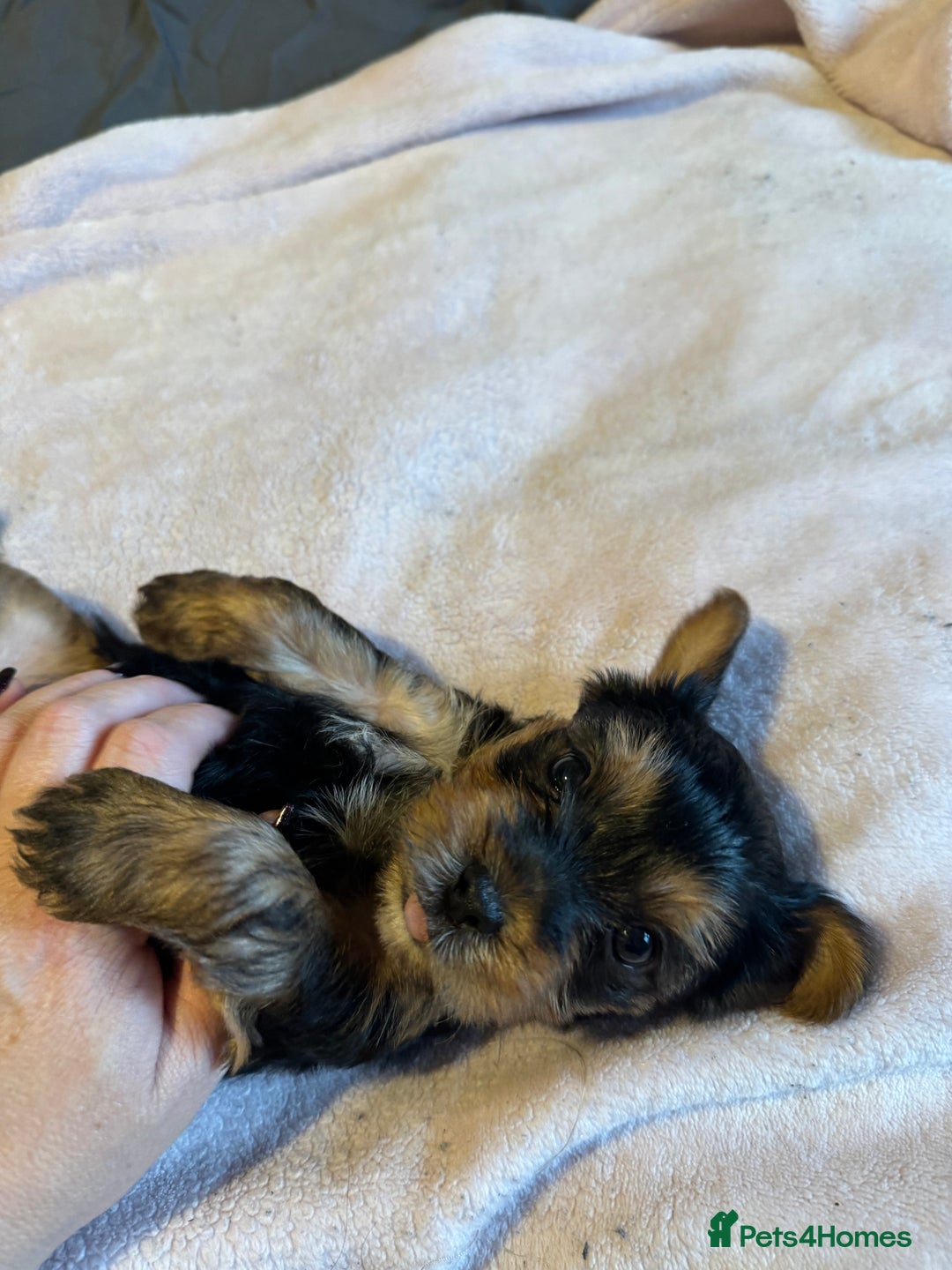 Yorkshire Terrier dogs for sale: Two gorgeous Yorkshire terrier puppies - Advert 10