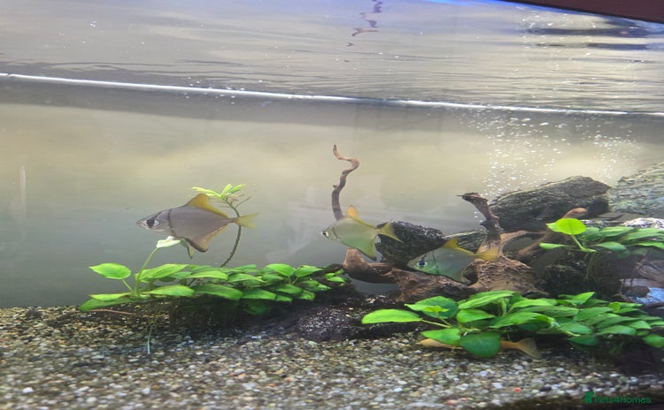 Angelfish fish - Advert 11
