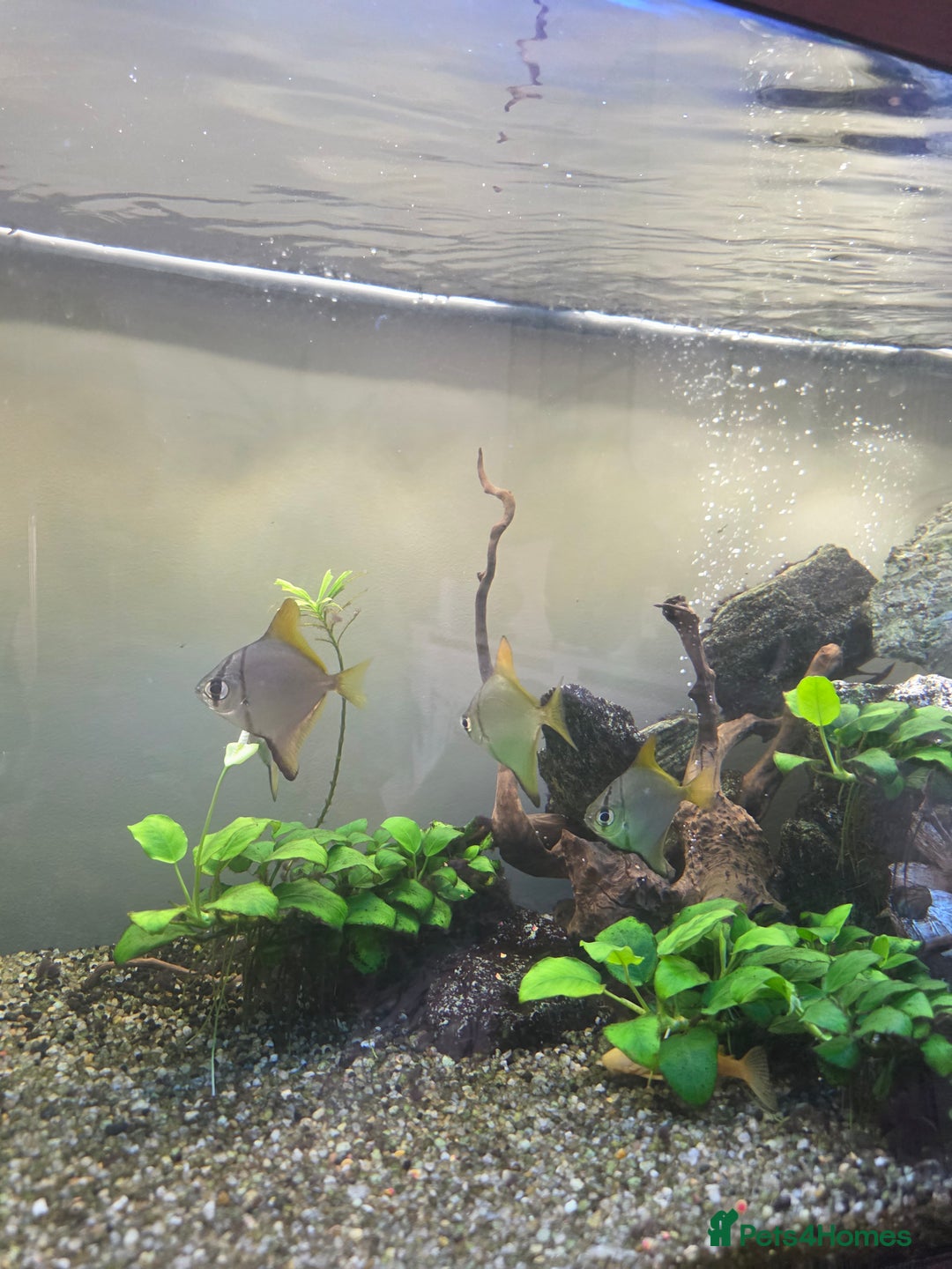 Angelfish fish for sale: Mono Angelfish  - Image 1