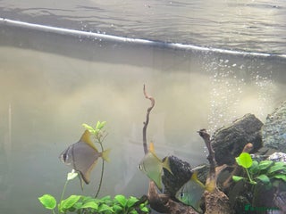 Angelfish fish - Advert 15