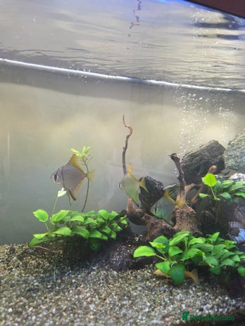 Angelfish fish - Advert 15