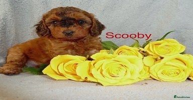 Cockapoo dogs - Advert 11