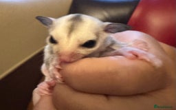 Sugar Glider rodents for sale: Female baby platinum sugar glider - Image 3