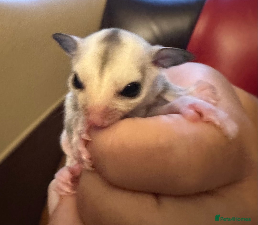Sugar Glider rodents for sale: Female baby platinum sugar glider - Image 3