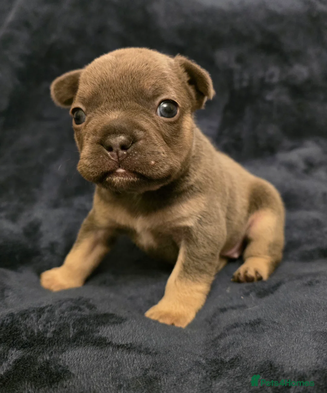 French Bulldog dogs for sale: Chunky Frenchie Puppies  - Advert 21