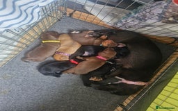 Miniature Dachshund dogs for sale: Miniature dachshund  - Image 32