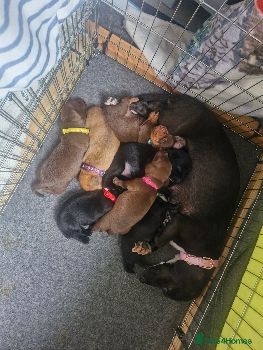 Miniature Dachshund dogs for sale: Miniature dachshund  - Image 32