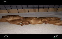 Cavapoo dogs for stud: Extensively Heath Tested Deep Red Min Poodle in Mansfield - Image 25