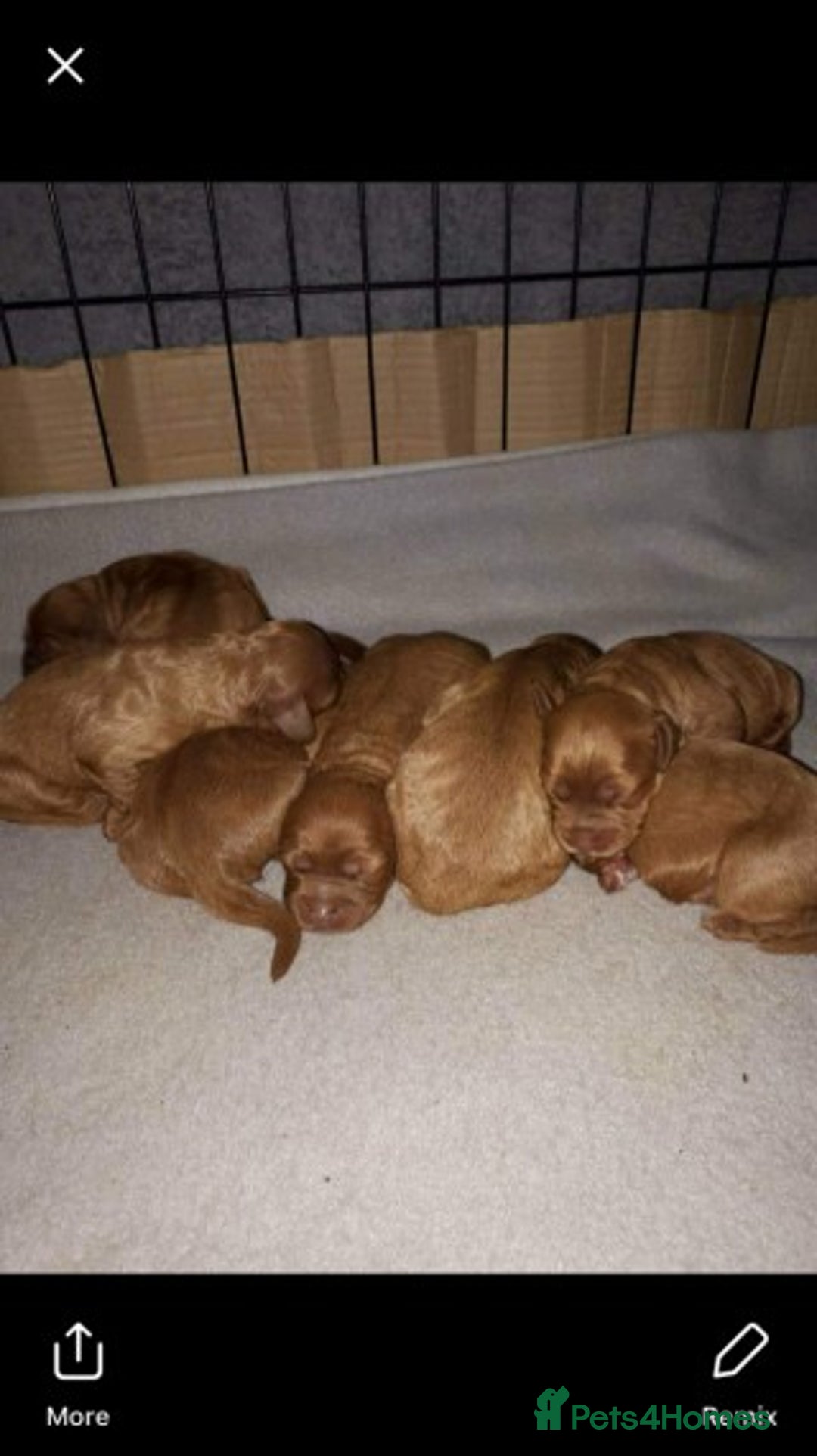 Cavapoo dogs for stud: Extensively Heath Tested Deep Red Min Poodle in Mansfield - Image 25
