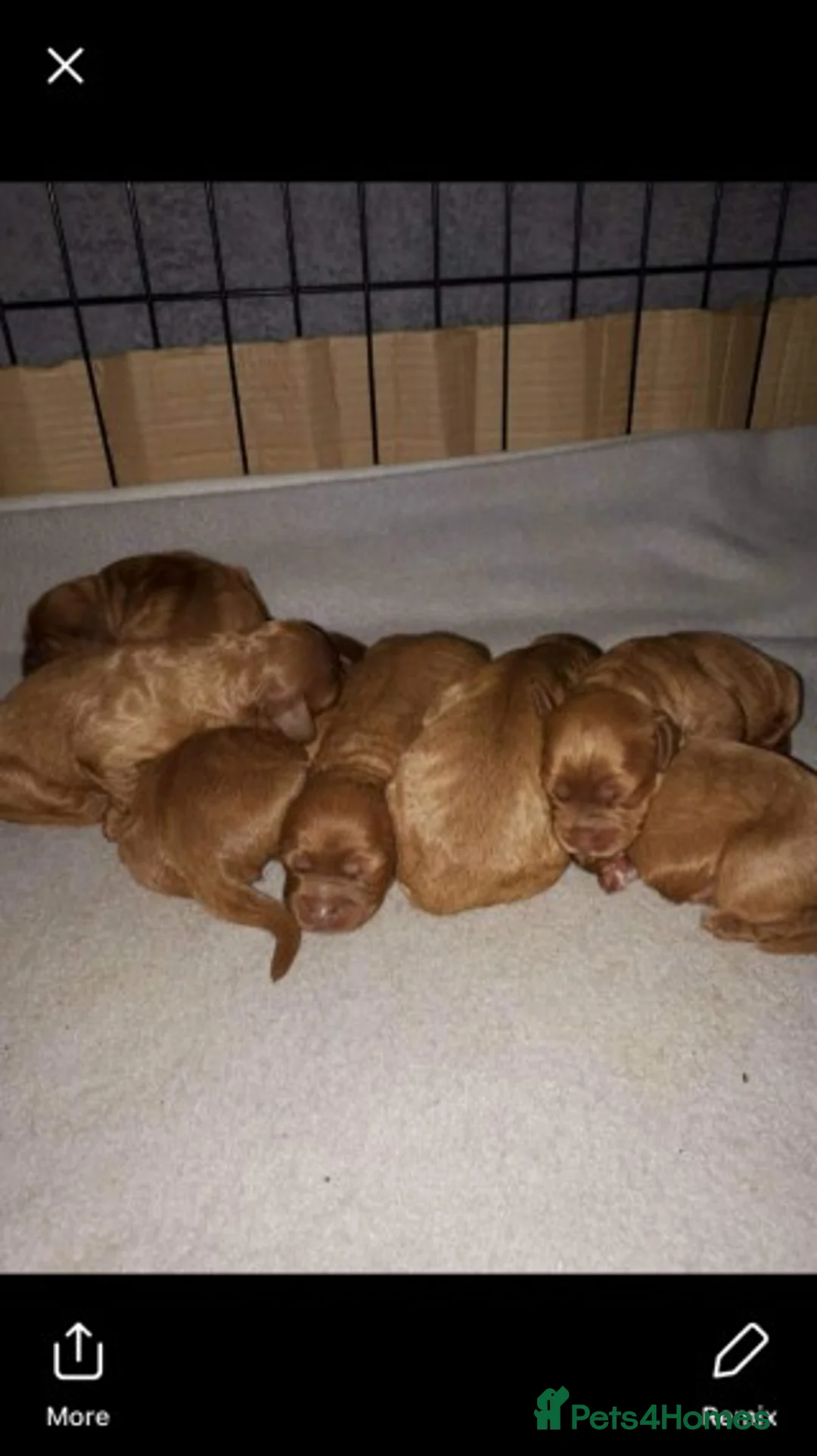 Cavapoo dogs for stud: Extensively Heath Tested Deep Red Min Poodle in Mansfield - Advert 25