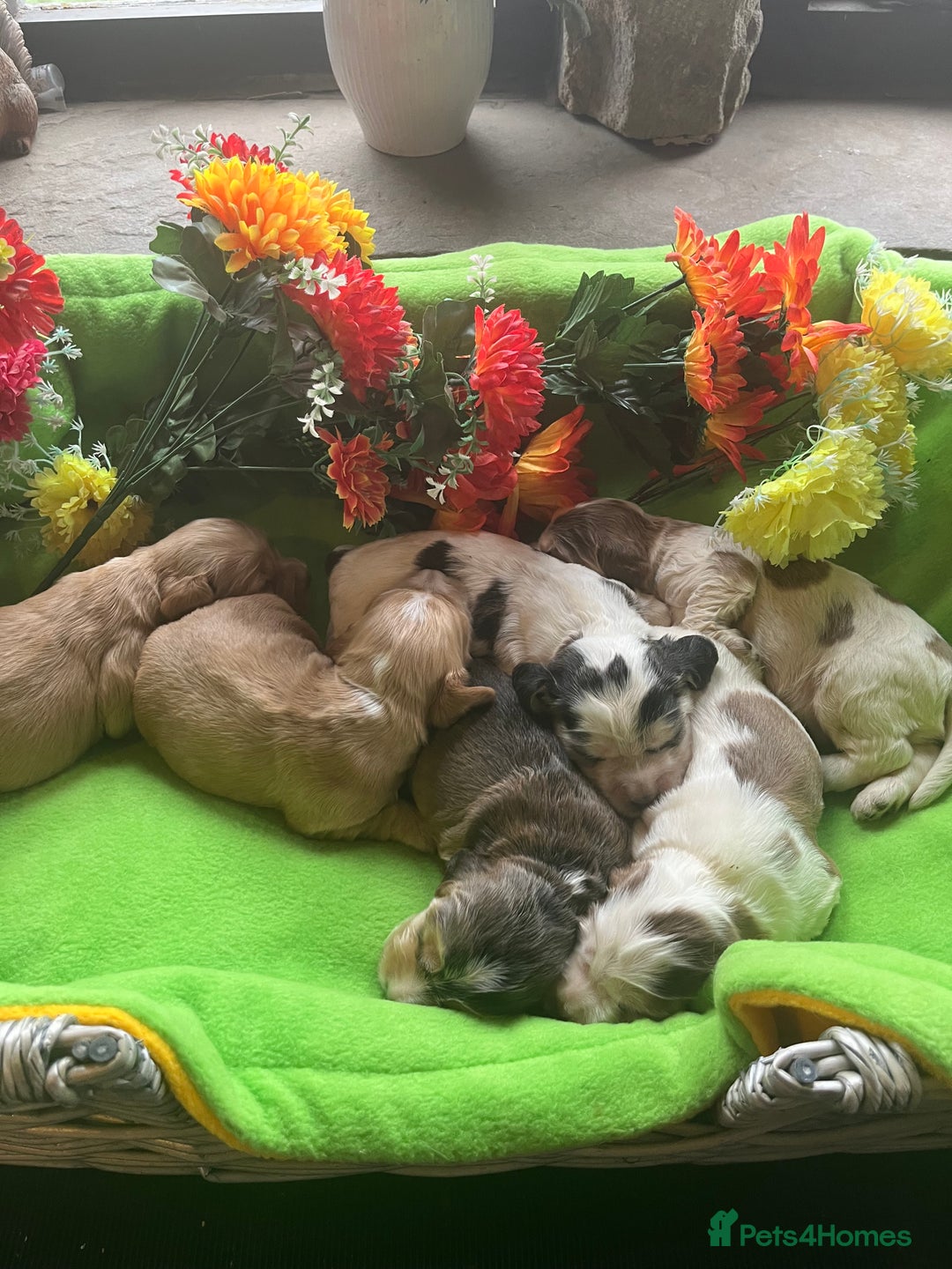 Cocker Spaniel dogs for sale: Exceptional KC registered Show Cocker Spaniels  - Image 8