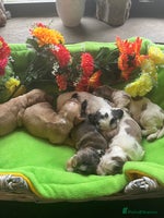 Cocker Spaniel dogs - Advert 13