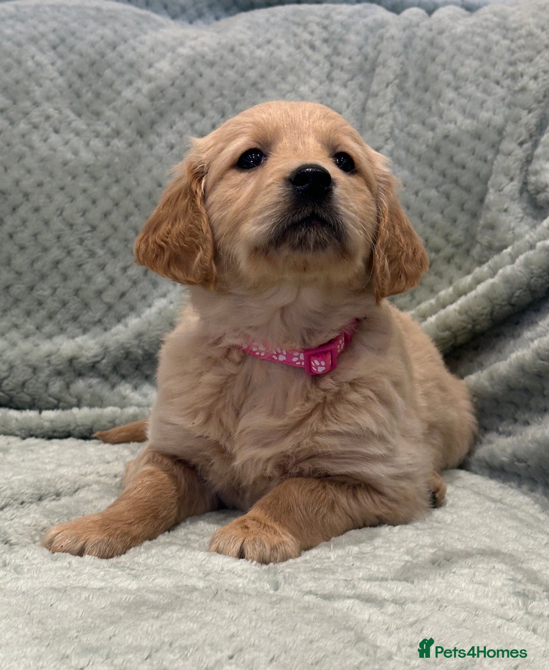 Golden Retriever dogs for sale: Quality litter of KC reg Golden Retriever Puppies  - Advert 40