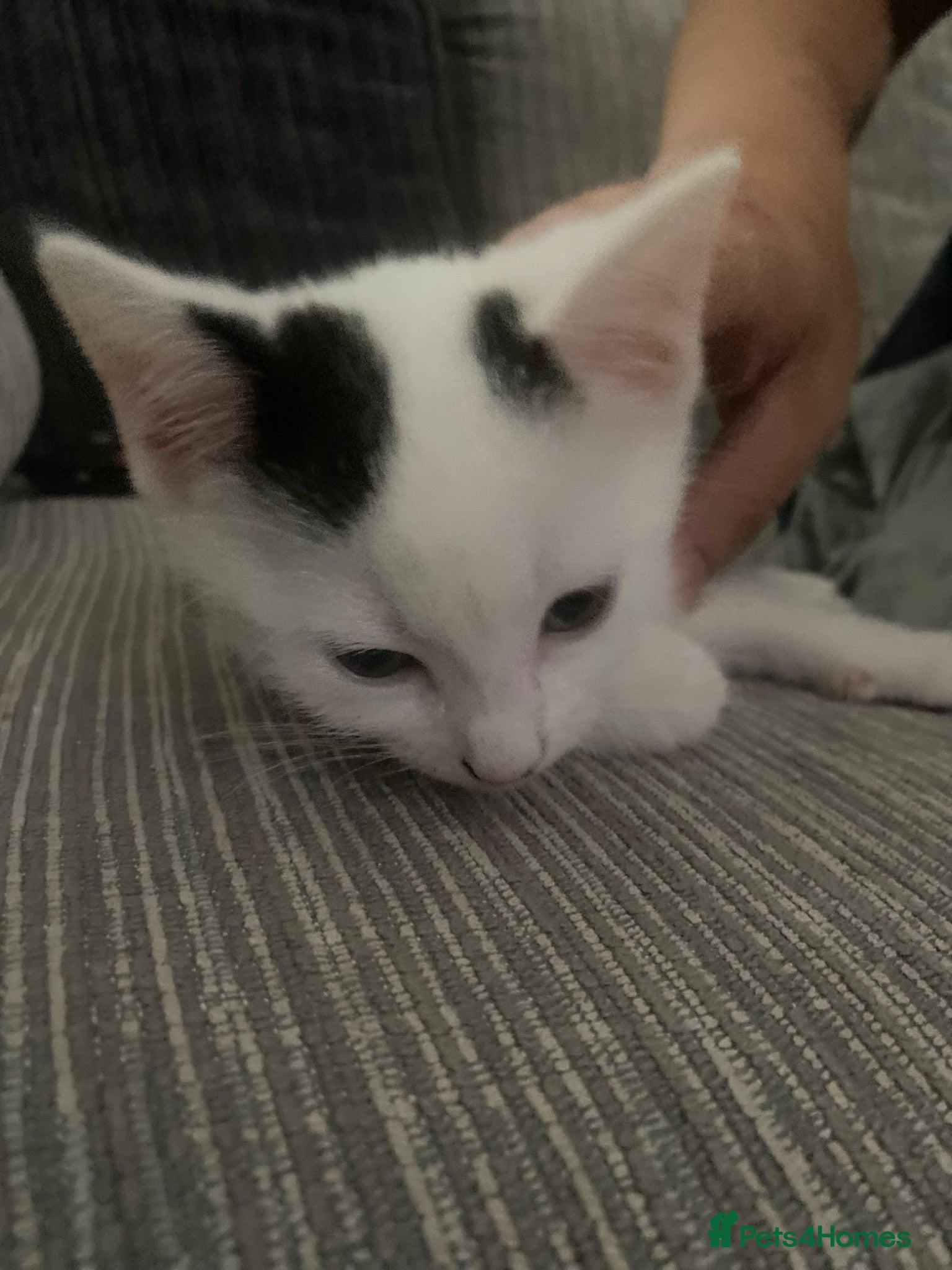 Mixed Breed cats Beautiful Kittens for sale  - Advert 1
