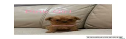 Cavapoo dogs for sale: Beautiful F1 Cavapoo Puppies  - Advert 3