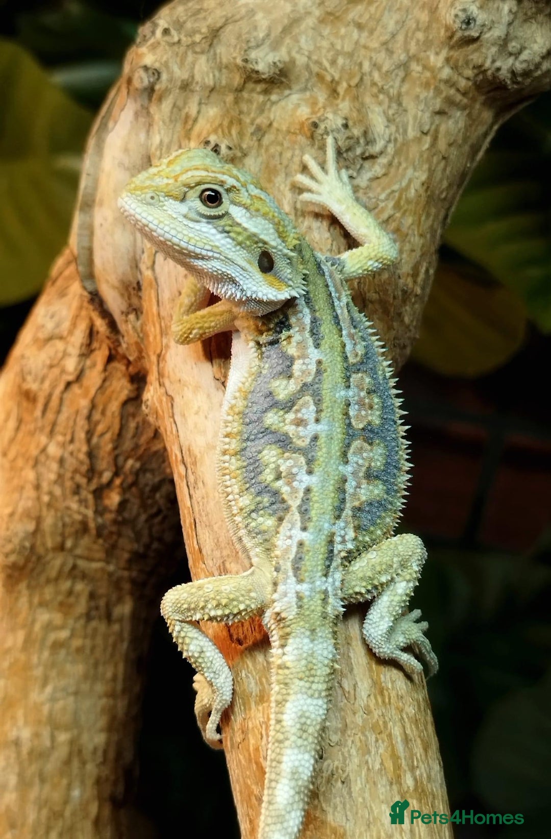 Bearded Dragon reptiles for sale: Bearded dragons for sale  - Image 4