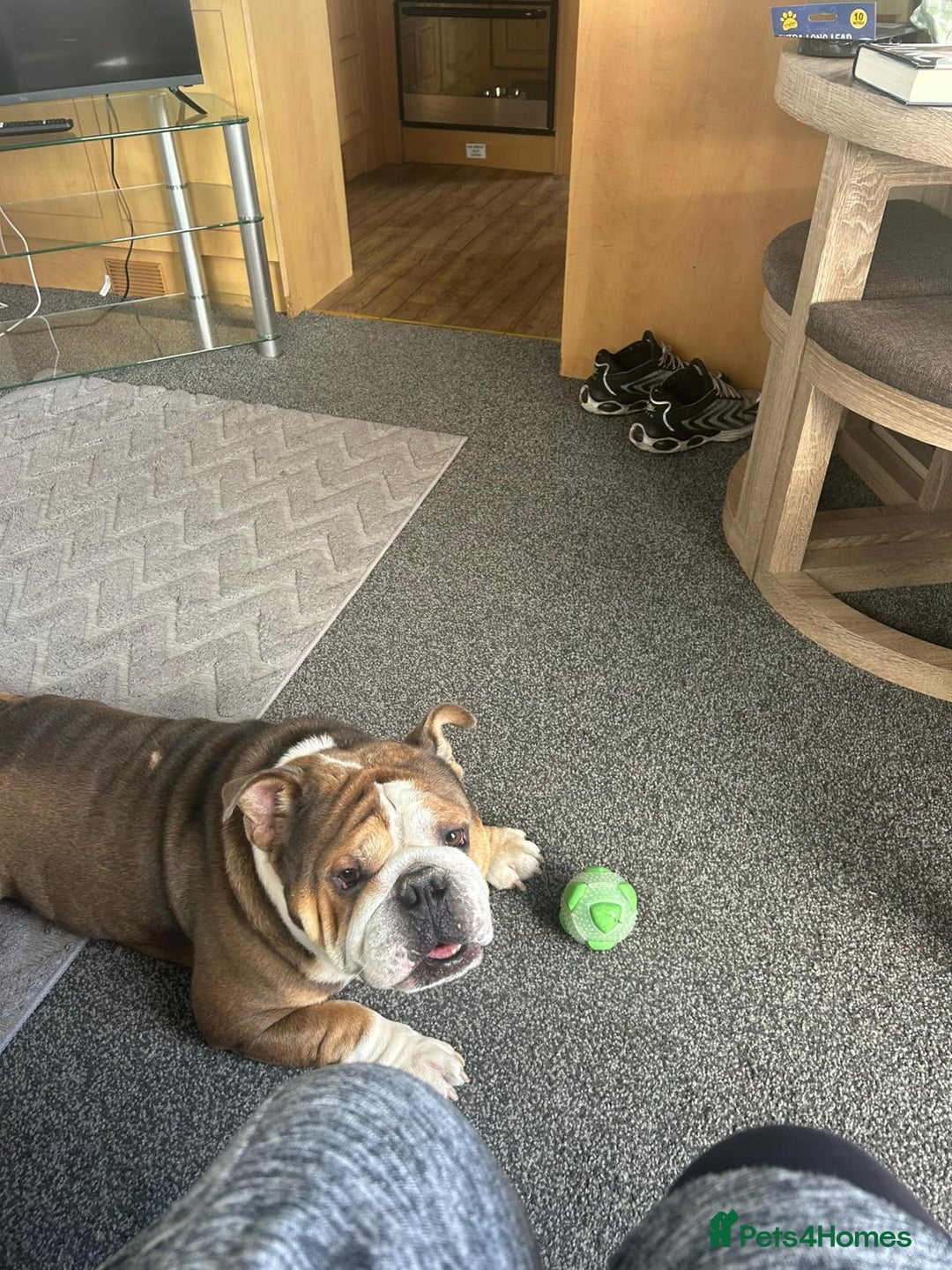 English Bulldog dogs for sale: 4 year old British bulldog  - Advert 3