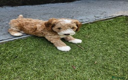 Cockapoo dogs for sale: Cockapoo boys  - Image 6