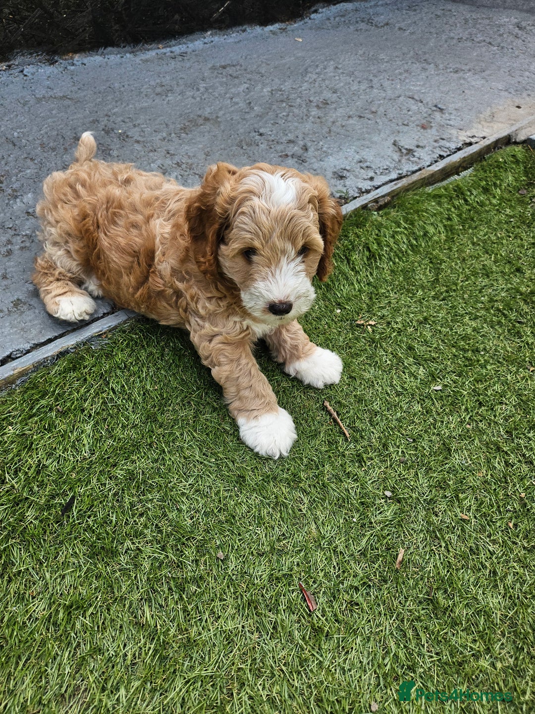 Cockapoo dogs for sale: Cockapoo boys  - Image 6