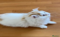 British Shorthair cats for sale: British Shorthair and Longhair kittens - Image 4