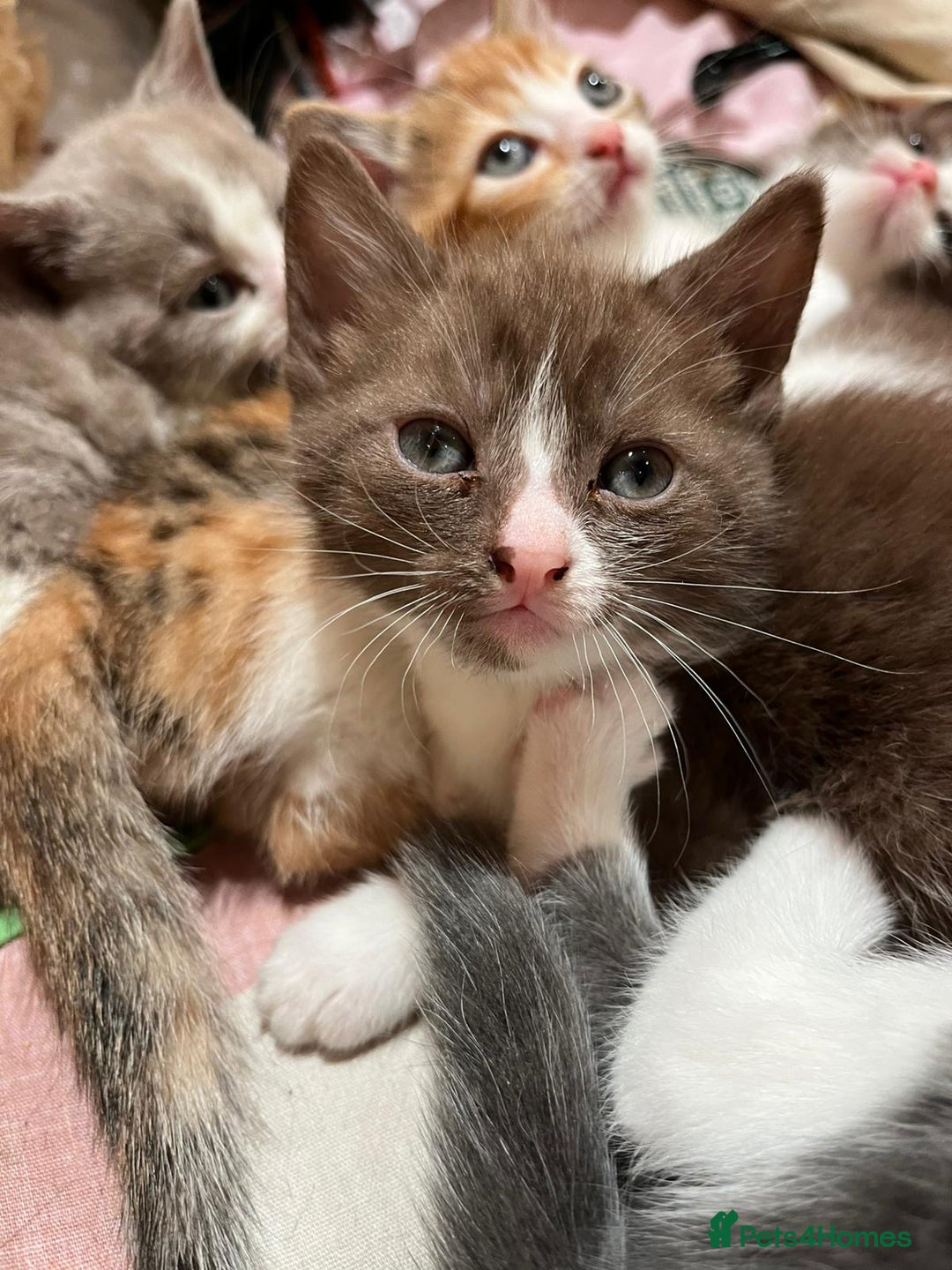 British Shorthair cats for sale: Exceptional kittens, unusual markings - Advert 5