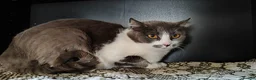 Mixed Breed cats for adoption: Marble, 6 months approx. Available for adoption. in Brixham - Advert 3