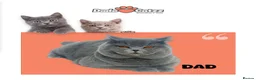 British Shorthair cats for sale: Pedigree British Shorthair kittens ready to leave  - Advert 16