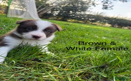 Border Collie dogs for sale: Pure Bred Border Collie Puppies For Sale - Image 12