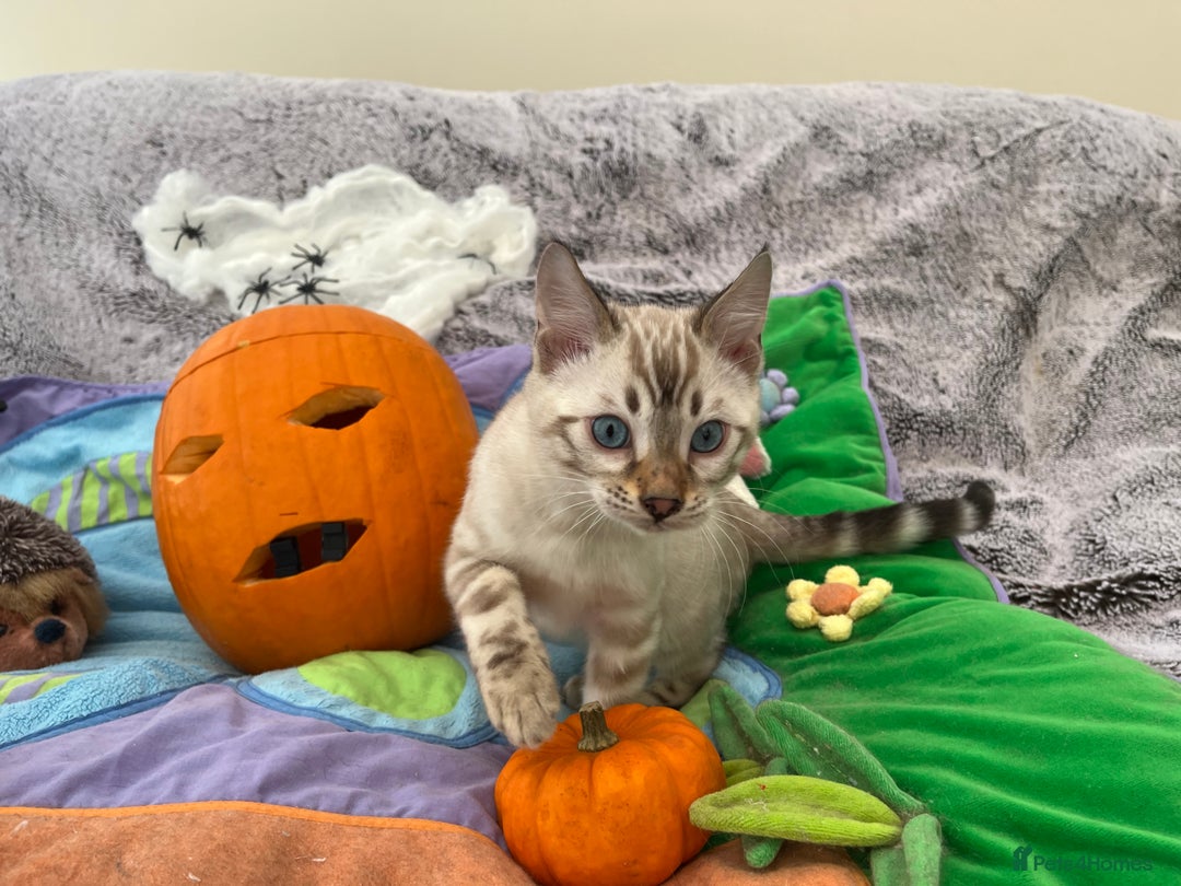 Bengal cats for sale: OUTSTANDING TICA reg BENGAL KITTENS - Image 10