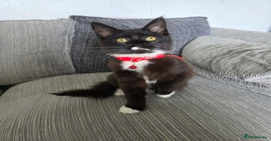 Maine Coon cats - Advert 6