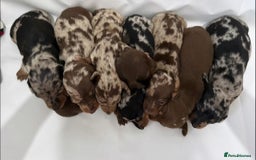 Dachshund dogs for sale: Dachshund Puppies  - Image 1