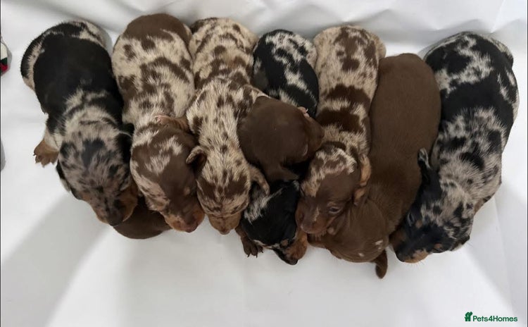 Dachshund dogs - Advert 8