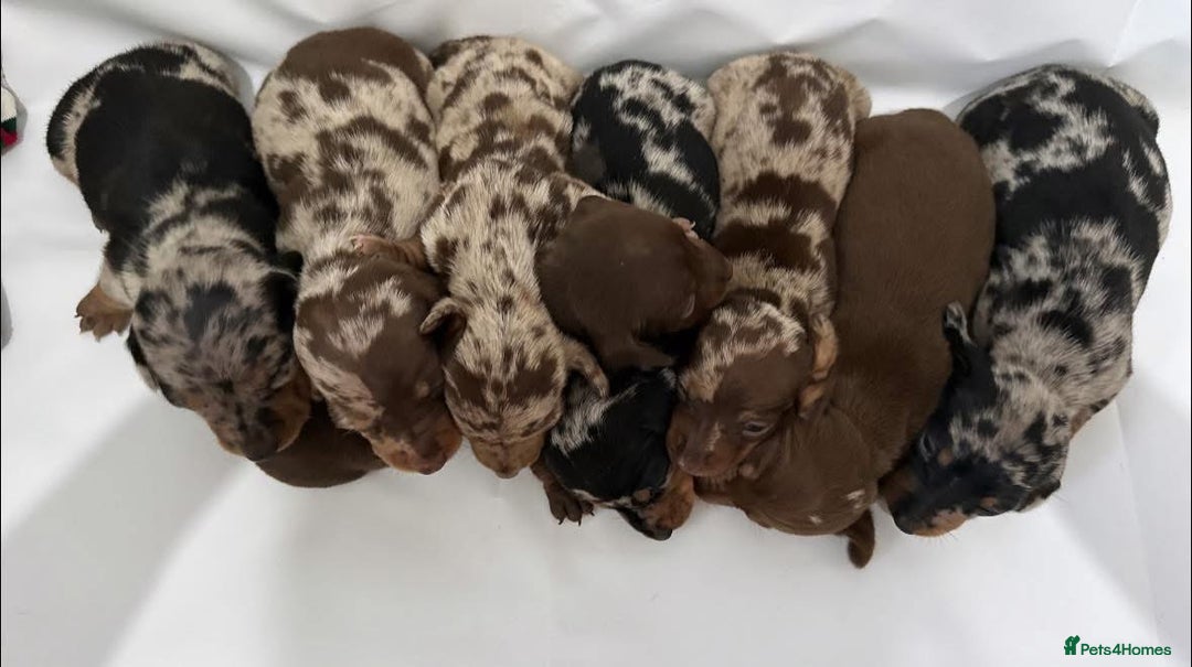 Dachshund dogs for sale: Dachshund Puppies  - Image 1