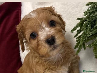 Havanese dogs 9 Beautiful Havanese Pedigree Puppies - Advert 2
