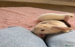 Mini Lop rabbits for sale: Friendly mini lop babies ready 14 August - Image 22