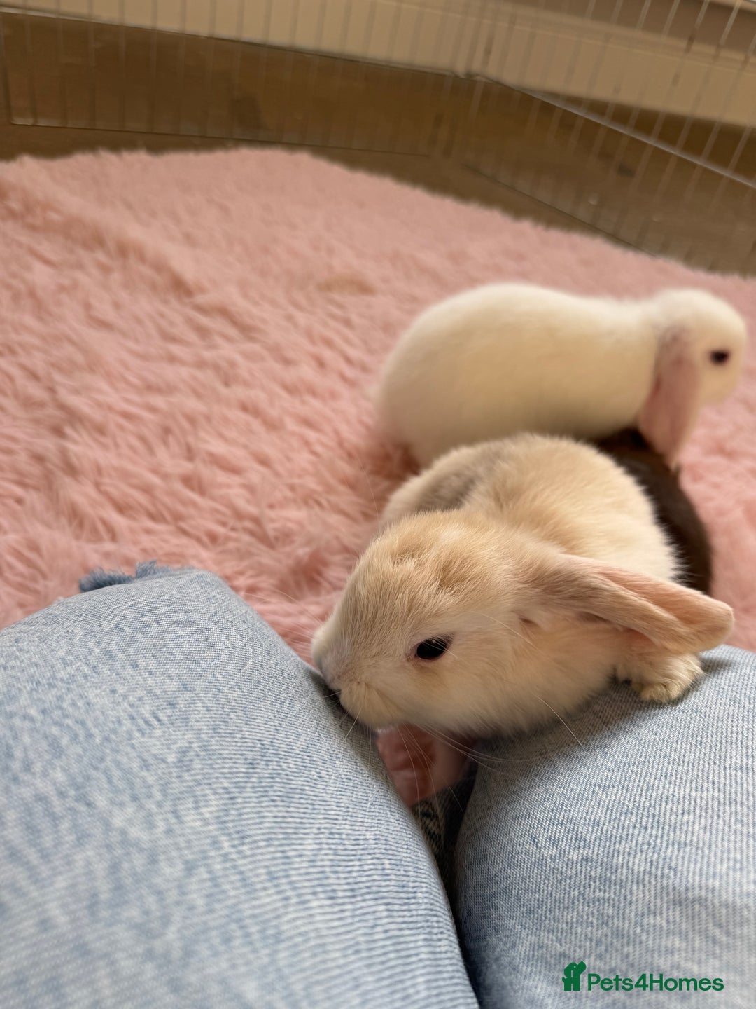 Mini Lop rabbits for sale: Friendly mini lop babies ready 14 August - Image 22