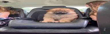 Chow Chow 1