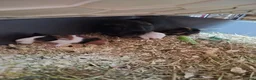 Guinea Pig rodents for sale: New baby piggies  - Advert 11