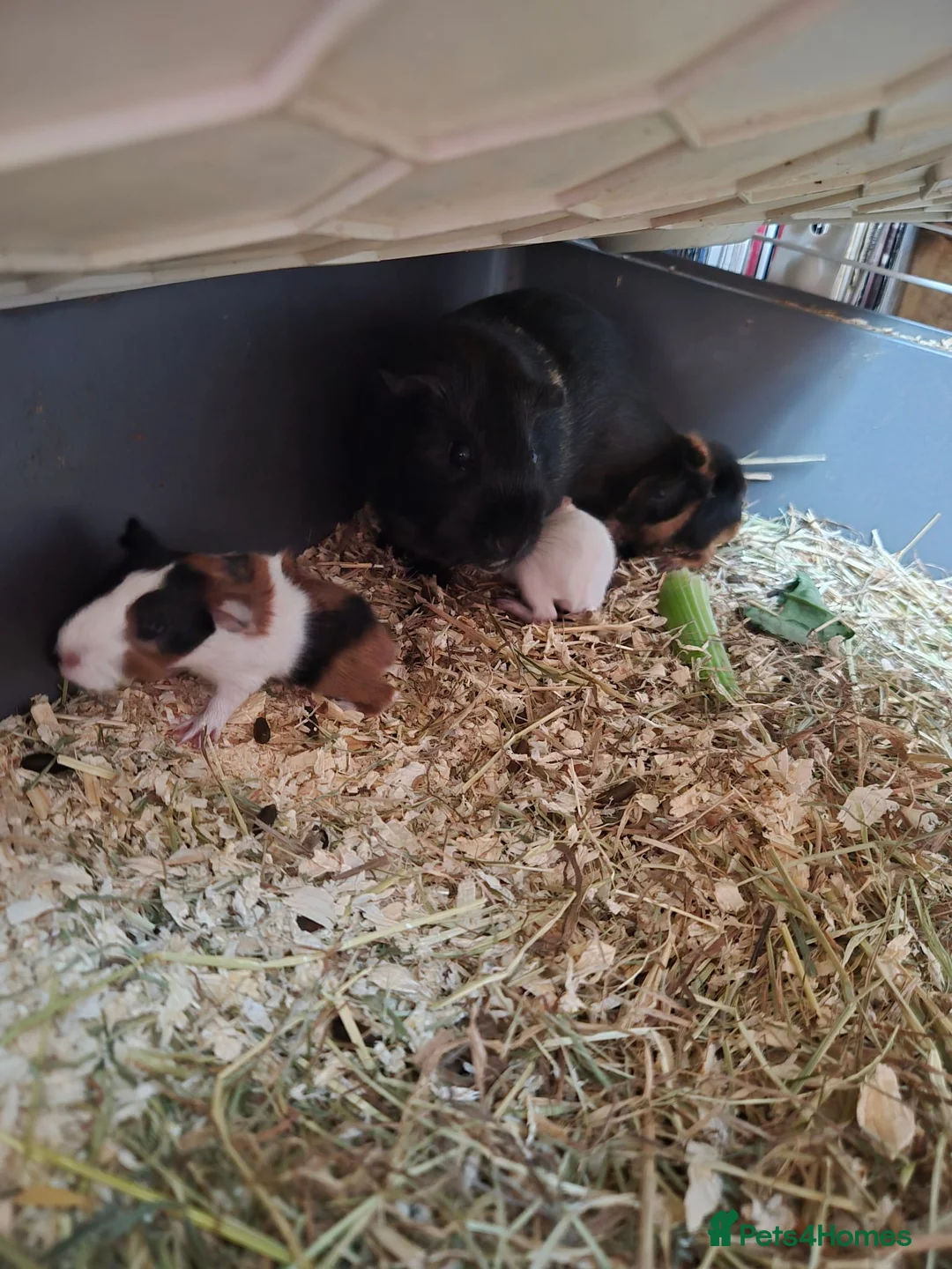 Guinea Pig rodents for sale: New baby piggies  - Advert 11