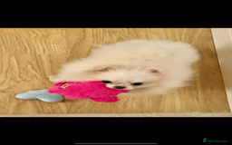 Pomeranian dogs for sale: Tiny white Pomeranian girl Russian import - Image 7