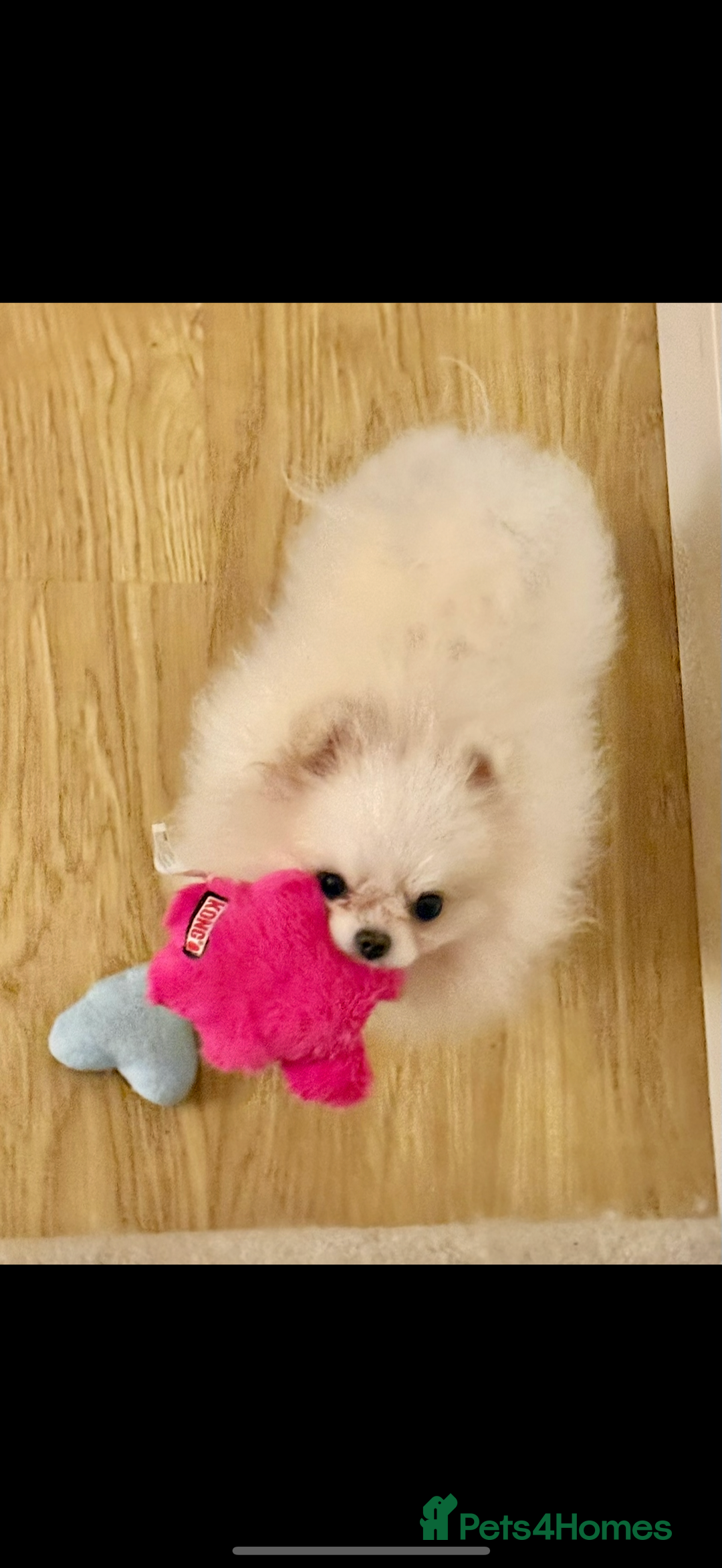Pomeranian dogs for sale: Tiny white Pomeranian girl Russian import - Image 7