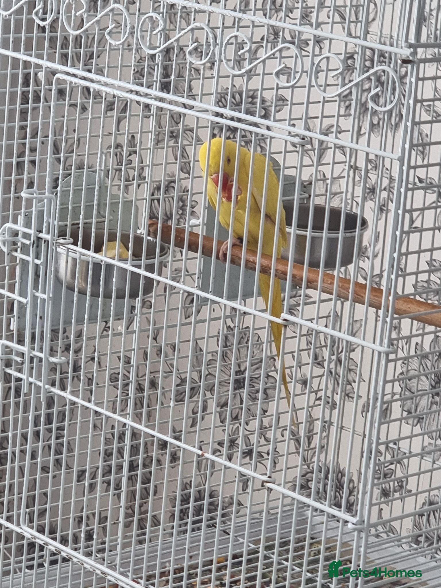 Ringnecks birds Beautiful baby lutino ringneck talking parrot  - Advert 2