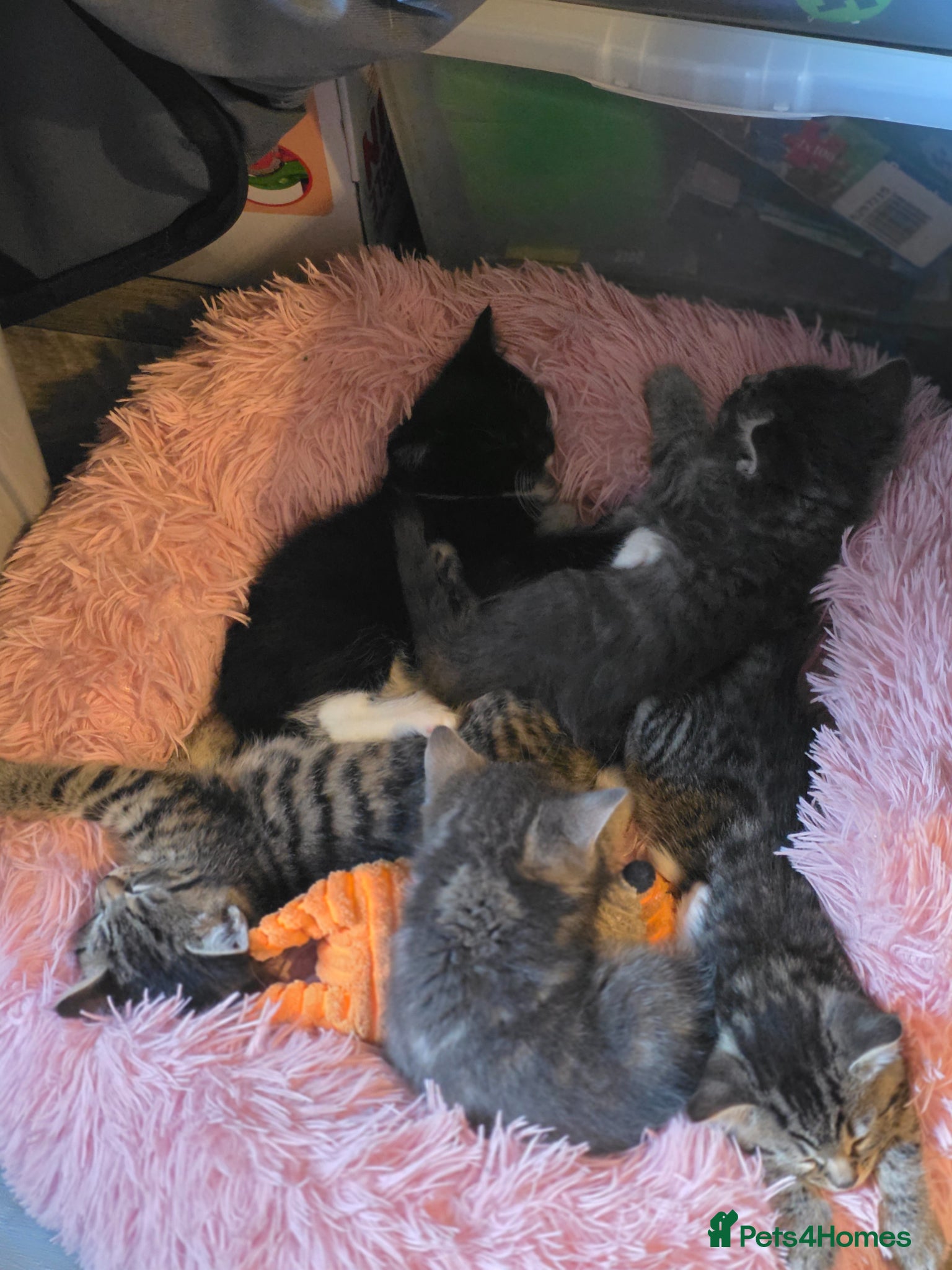 Mixed Breed cats 3 kittens mixed breed - Advert 3