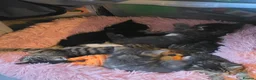 Mixed Breed cats for sale: 3 kittens mixed breed - Advert 1