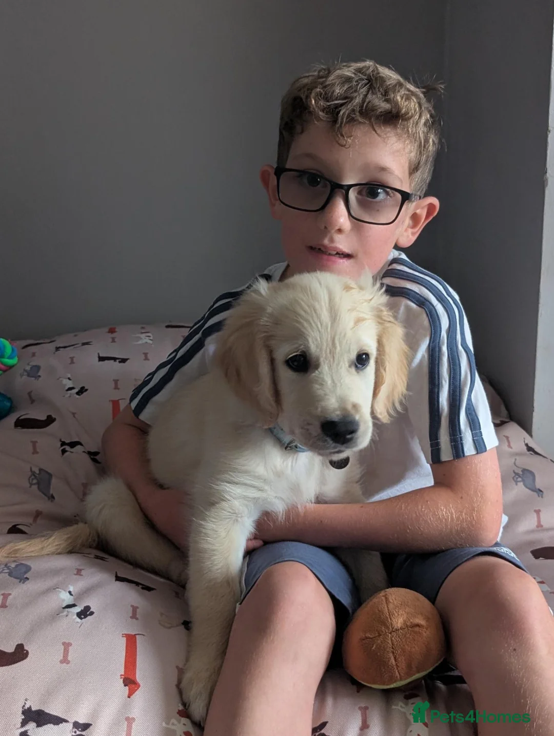 Golden Retriever dogs for sale: Absolutely gorgeous golden retriever puppy in Leicester - Advert 8